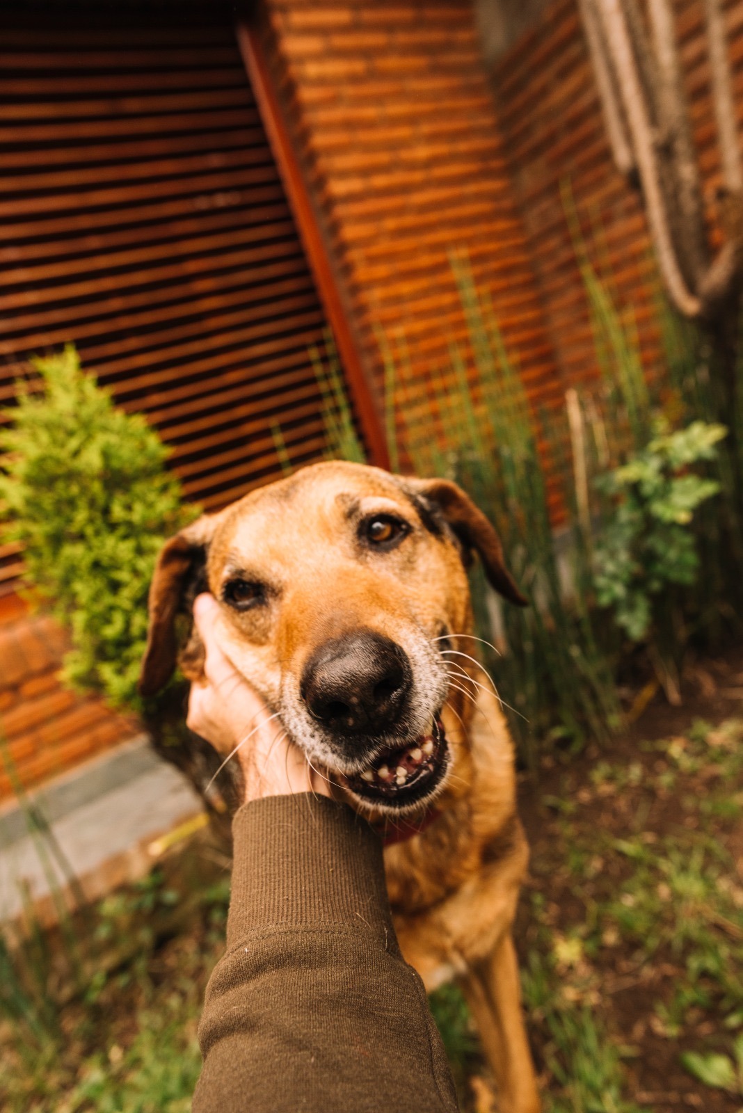 Feira pet com vacinação gratuita